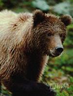 В оздоровительном лагере в Дзержинске сбежал из клетки агрессивный медведь