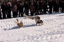 Гусыня - главный стимул ведения боя