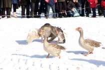 Сами гусыни участия в боях не принимают