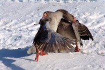 Укус за крылья - один из самых распространенных способов ведения боя