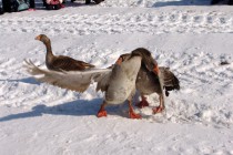 Кроме клюва гуси в драке используют крылья