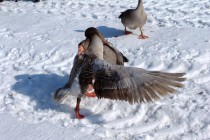 Бой продолжается в среднем 20 минут