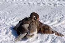 Если гусь дважды приклонит к земле шею соперника он считается победителем