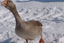 Гусыня переживает за своего гуся