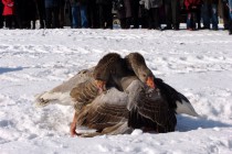 Гуси не хотят уступать друг другу в бою