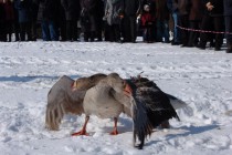 Перья на крыльях облетают в первые минуты боя