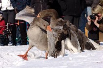 Кроме клюва гуси в драке используют крылья