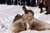 Кроме клюва гуси в драке используют крылья