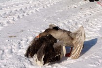 Удар клювом в крыло весьма болезненный для соперника