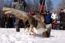 Кроме клюва гуси в драке используют крылья