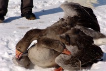 Судьи фиксируют победу