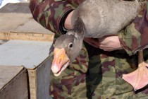 Гусь победитель