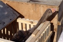 Гусей на бой привозят в специальных клетках