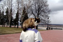 Некоторые принесли на Крестный ход домашних любимцев