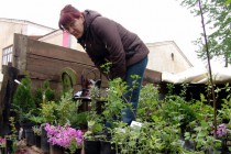 Бутулинский плодопитомник привез на праздник саженцы