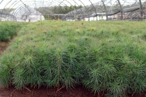 Саженцам нужно не менее 15 лет чтобы вырасти на 1,5 метра