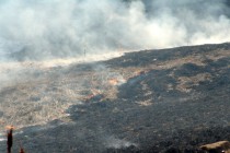 Распространению огня способствовал ветер