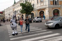 Зебра помогала нижегородцам перейти через дорогу