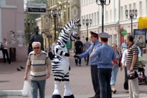 Зебра получает благодарность от инспекторов ГИБДД