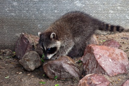 Пополнение в нижегородском зоопарке Лимпопо