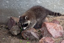 В семействе енотов-полоскунов произошло пополнение: две самки почти одновременно принесли потомство общей численностью в семь особей