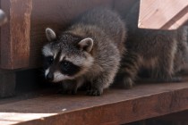 В семействе енотов-полоскунов произошло пополнение: две самки почти одновременно принесли потомство общей численностью в семь особей
