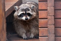 В семействе енотов-полоскунов произошло пополнение: две самки почти одновременно принесли потомство общей численностью в семь особей