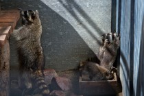 В семействе енотов-полоскунов произошло пополнение: две самки почти одновременно принесли потомство общей численностью в семь особей