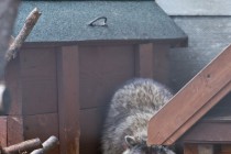 В семействе енотов-полоскунов произошло пополнение: две самки почти одновременно принесли потомство общей численностью в семь особей