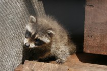 В семействе енотов-полоскунов произошло пополнение: две самки почти одновременно принесли потомство общей численностью в семь особей