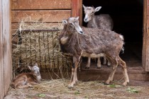 В  семействе европейских муфлонов, проживающих в зоопарке «Лимпопо», произошло долгожданное пополнение: на свет появился ягненок, мальчик.