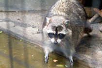 В семействе енотов-полоскунов произошло пополнение: две самки почти одновременно принесли потомство общей численностью в семь особей