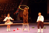 Дрессированный медведь