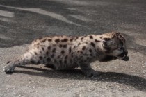 Основной рацион детенышей пумы – материнское молоко, но мясо они уже пытаются есть