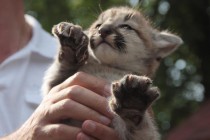 Детеныши пумы рождаются пятнистыми и с голубыми глазами, с возрастом расцветка меняется