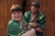 Пока у котят не открылись глаза, пума не подпускала к ним даже работников зоопарка