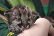 У пары пум 10 мая родились два детеныша