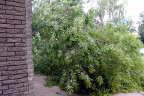 Комсомольская площадь. Дерево рухнуло вблизи хозяйственных построек