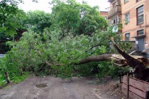 Упавшие деревья перегородили проезд по двором территориям