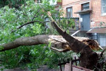 Упавшие деревья перегородили проезд по двором территориям