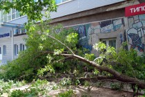 Дерево упало около офисного здания на ул. Нартова