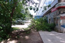 Дерево упало около офисного здания на ул. Нартова