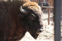 Мурат, отец семейства, обнюхал и принял дочь