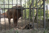 Через полгода детеныша зубра передадут в зоопарк города Иваново