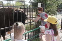 Зубры в зоопарке Лимпопо общительные и всегда готовы принять угощение от посетителей