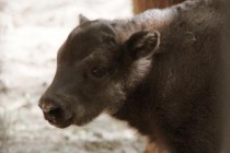 Пока детеныш питается только материнским молоком, примерно через 20 дней начинает есть траву