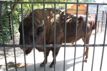 Вес взрослого зубра достигает тонны, животное занесено в Красную Книгу