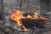 На месте пожарища еще долго догорают пни, корни и поваленные деревья