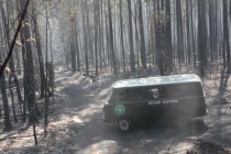 Лес после пожара