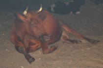 Люди в панике бросали домашний скот, пытаясь спастись от огня. с. Верхняя Верея